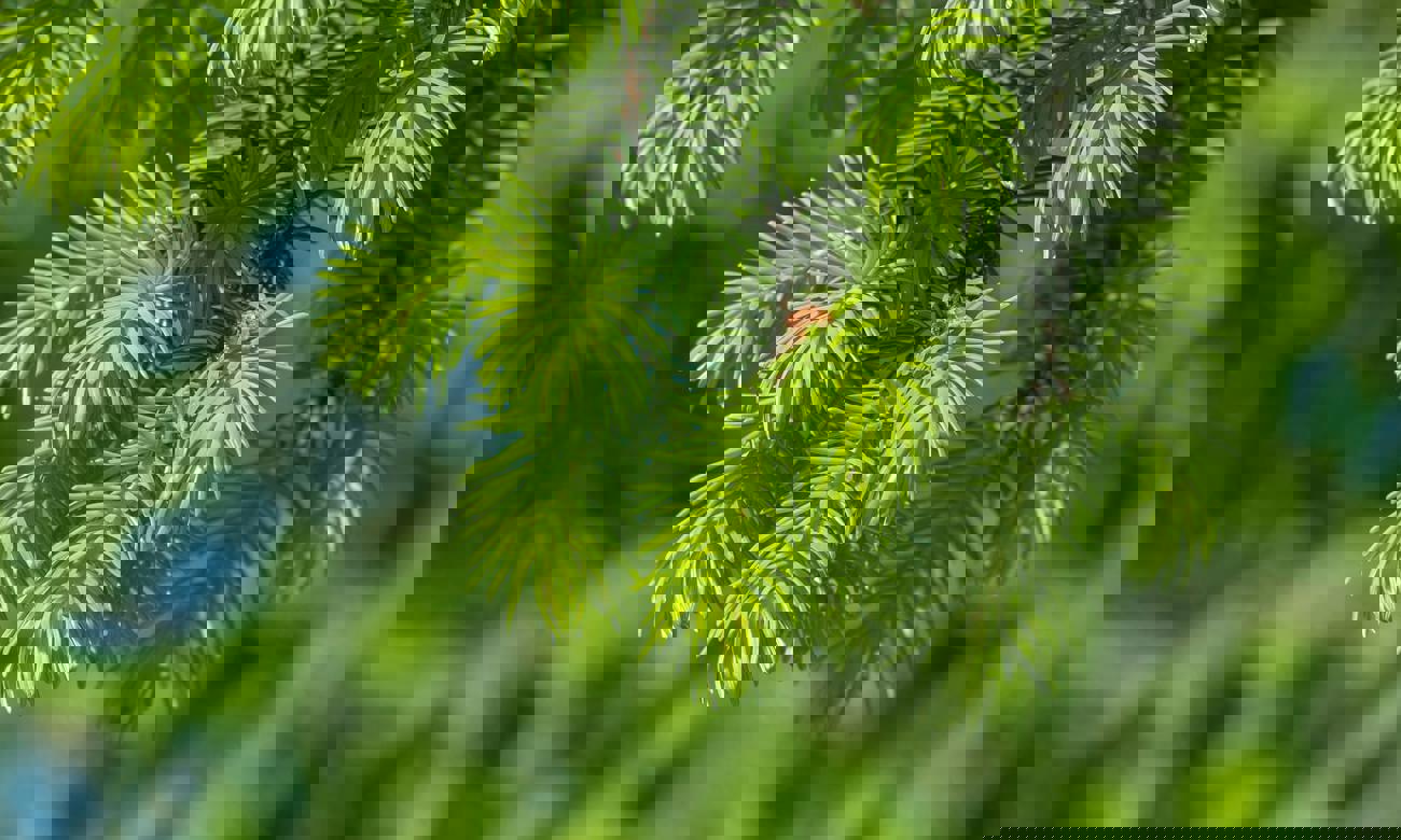 Friska, gröna granbarr med en blandning av ljus och skugga.